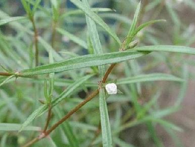 Hedyotis diffusa seeds
